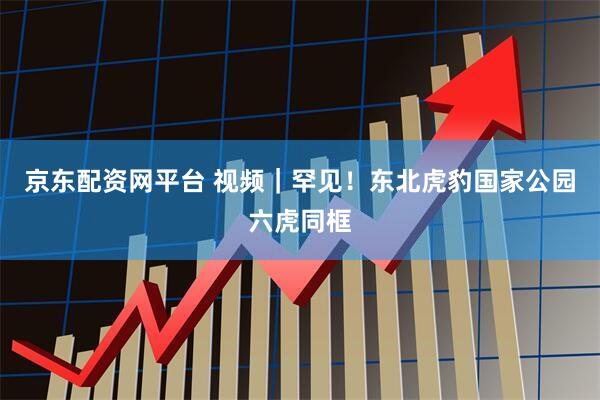 京东配资网平台 视频｜罕见！东北虎豹国家公园六虎同框